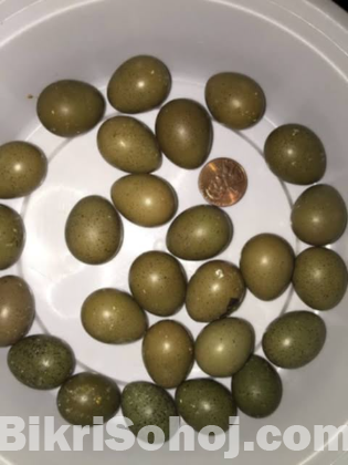 কিং কোয়েল